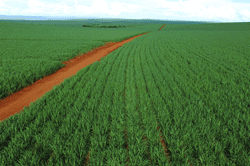 Sugar Cane Harvest