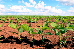 Brazil Soybean