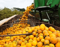 Orange Supplier seller