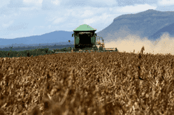 Soybean Harvest