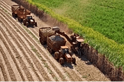 Sugar cane harvest