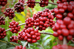 coffee seedlings