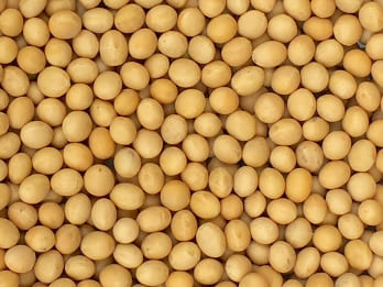 Soybean Non GMO