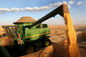 Yellow Corn Harvest